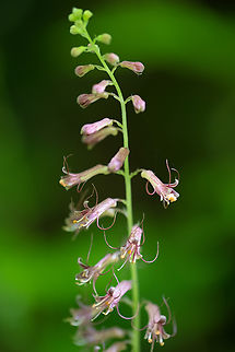 Youth on Age one of our more common native forest understory flowers - not particularly showy or eye catching unless you look closely, as the flowers are very small Geotagged,Spring,Tolmiea menziesii,United States