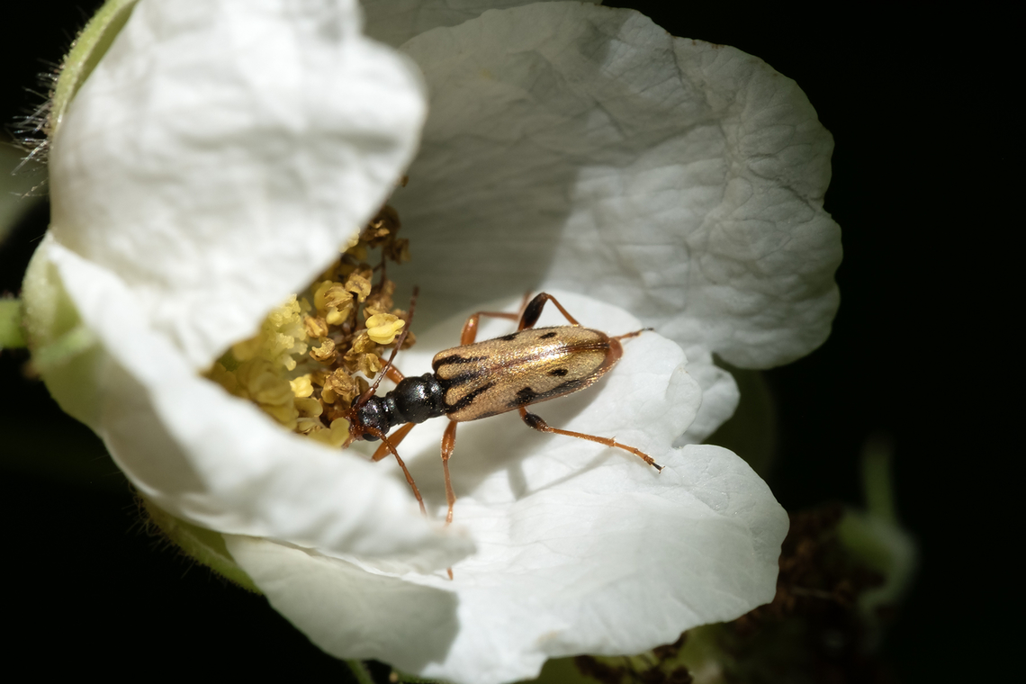 Long horned flower beetle  Geotagged,Pidonia scripta,Spring,United States
