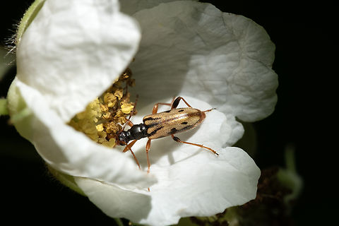Long horned flower beetle  Geotagged,Pidonia scripta,Spring,United States