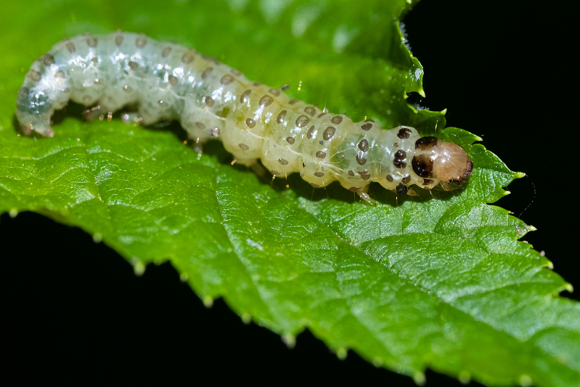crambid moth caterpillar - leafroller on salmonberry found an image on BugGuide with an identical caterpillar, unfortunately not identified beyond crambid snout moth... I guess I would have had to bring it home and hatch it, if I really wanted to know..  Geotagged,Spring,United States