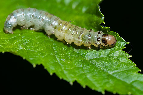 crambid moth caterpillar - leafroller on salmonberry found an image on BugGuide with an identical caterpillar, unfortunately not identified beyond crambid snout moth... I guess I would have had to bring it home and hatch it, if I really wanted to know..  Geotagged,Spring,United States