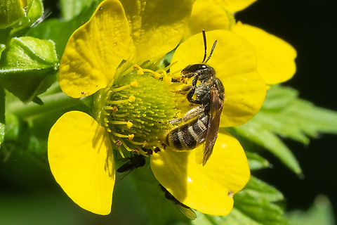 Tripartite sweat bee has a faint green metallic sheen - differentiates Seladonia sp. from other Halictus. Geotagged,Halictus tripartitus,Spring,United States