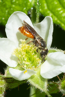 Sphecodes sp. bee my insect book doesn't even attempt to break this genus into species..  Geotagged,Spring,United States