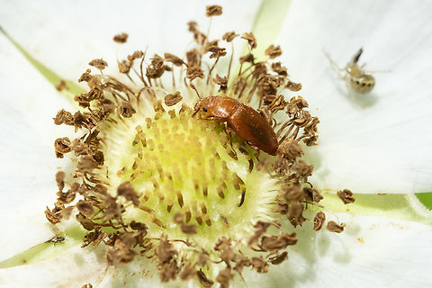 raspberry fruitworm beetle Little bronze beetle - with a tiny spider eating a thrip in the background, and another tiny beetle peeking out from under the flower petal in the lower left..  Byturus unicolor,Geotagged,Spring,United States
