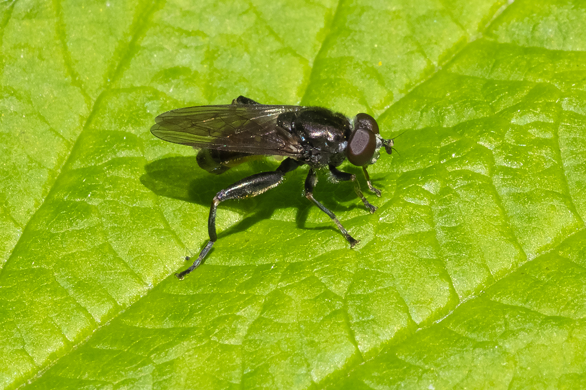 dusky-banded leafwalker  Chalcosyrphus nemorum,Dusky-banded Leafwalker,Geotagged,Spring,United States