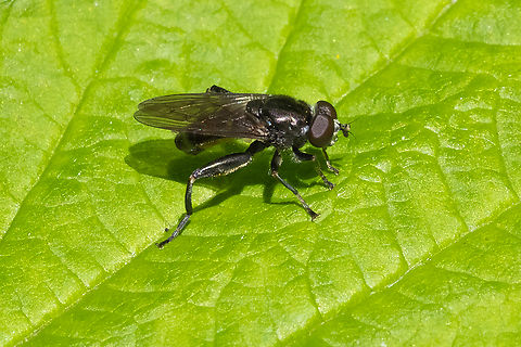 dusky-banded leafwalker  Chalcosyrphus nemorum,Dusky-banded Leafwalker,Geotagged,Spring,United States