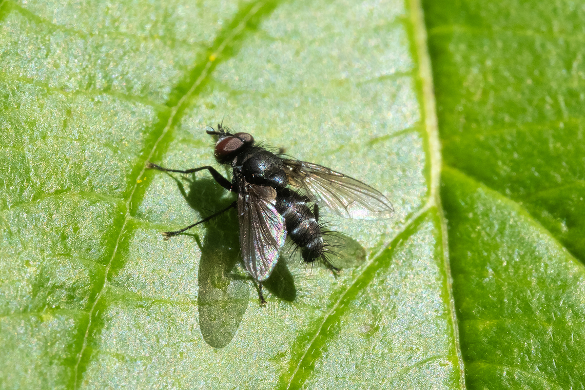 tachnid fly  Geotagged,Spring,United States
