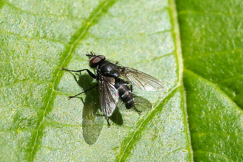 tachnid fly  Geotagged,Spring,United States