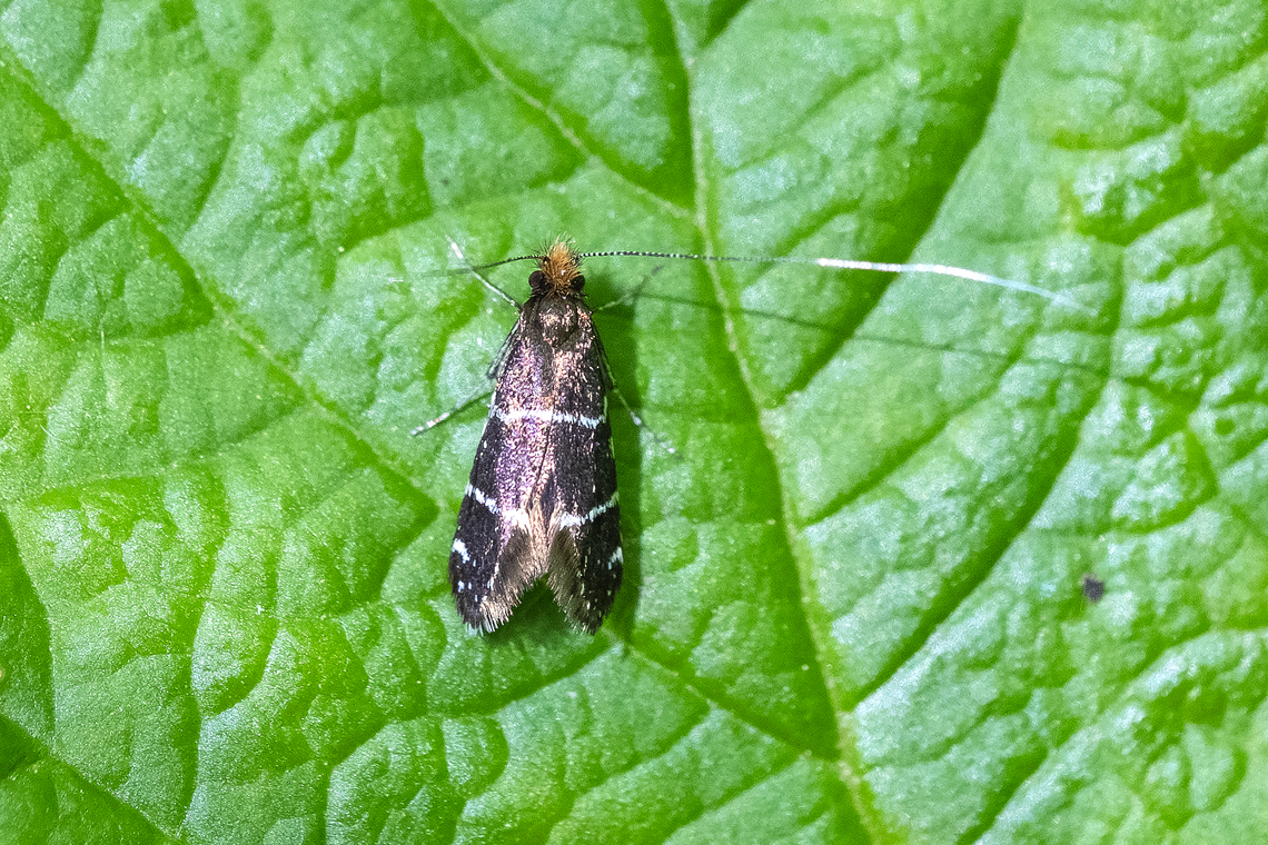 Ocean spray fairy moth Female - shorter antenna and orange hair on face. May have been hanging around waiting for males to fight over her..  Adela septentrionella,Geotagged,Ocean Spray Fairy Moth,Spring,United States