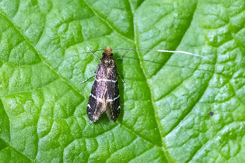 Ocean spray fairy moth Female - shorter antenna and orange hair on face. May have been hanging around waiting for males to fight over her..  Adela septentrionella,Geotagged,Ocean Spray Fairy Moth,Spring,United States