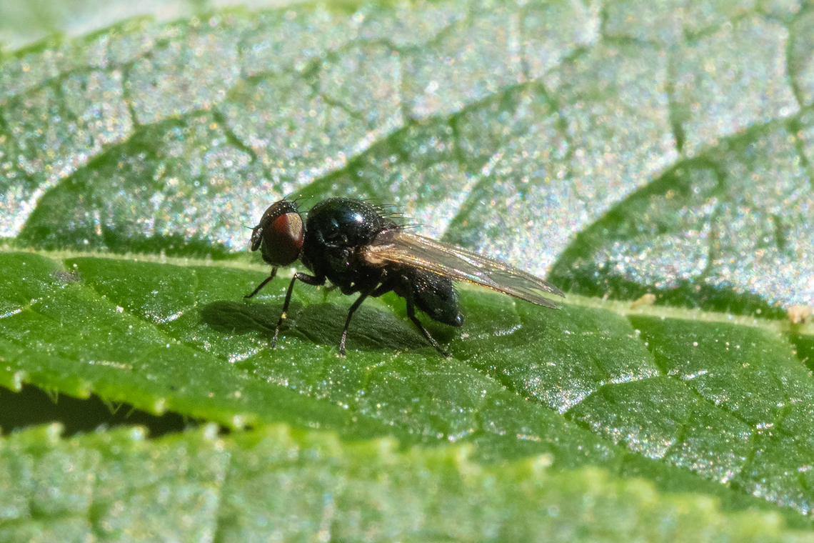 teensy black fly with a hint of green rather bulbous thorax shape. Was rather tolerant of my moving its leaf around to get the best angle..  Geotagged,Spring,United States