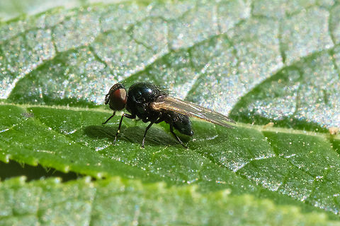 teensy black fly with a hint of green rather bulbous thorax shape. Was rather tolerant of my moving its leaf around to get the best angle..  Geotagged,Spring,United States