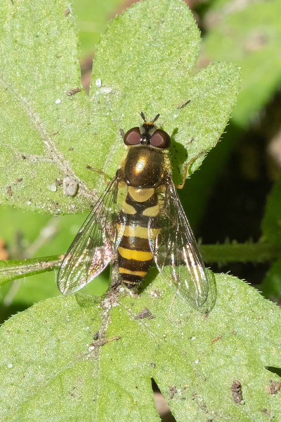 imported hoverfly distinguished by it's unbroken bands and black antenna Epistrophe grossulariae,Geotagged,Spring,United States