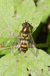 imported hoverfly distinguished by it's unbroken bands and black antenna Epistrophe grossulariae,Geotagged,Spring,United States