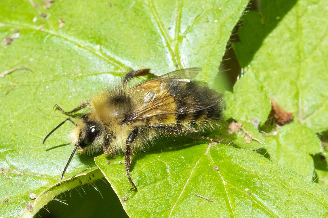 sitka bumblebee locally common - likes developed areas with blackberry and fireweed Bombus sitkensis,Geotagged,Sitka Bumble Bee,Spring,United States