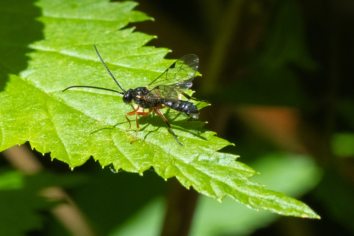 Ichneumon wasp on blackberry leaf  Geotagged,Spring,United States