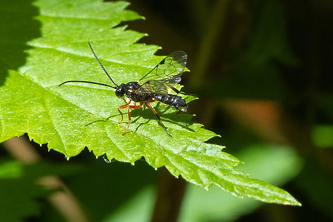 Ichneumon wasp on blackberry leaf  Geotagged,Spring,United States