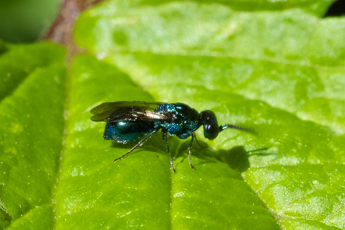 Philoctetes sp. cuckoo wasp  Geotagged,Spring,United States