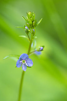 European speedwell  European Speedwell,Geotagged,Spring,United States,Veronica beccabunga
