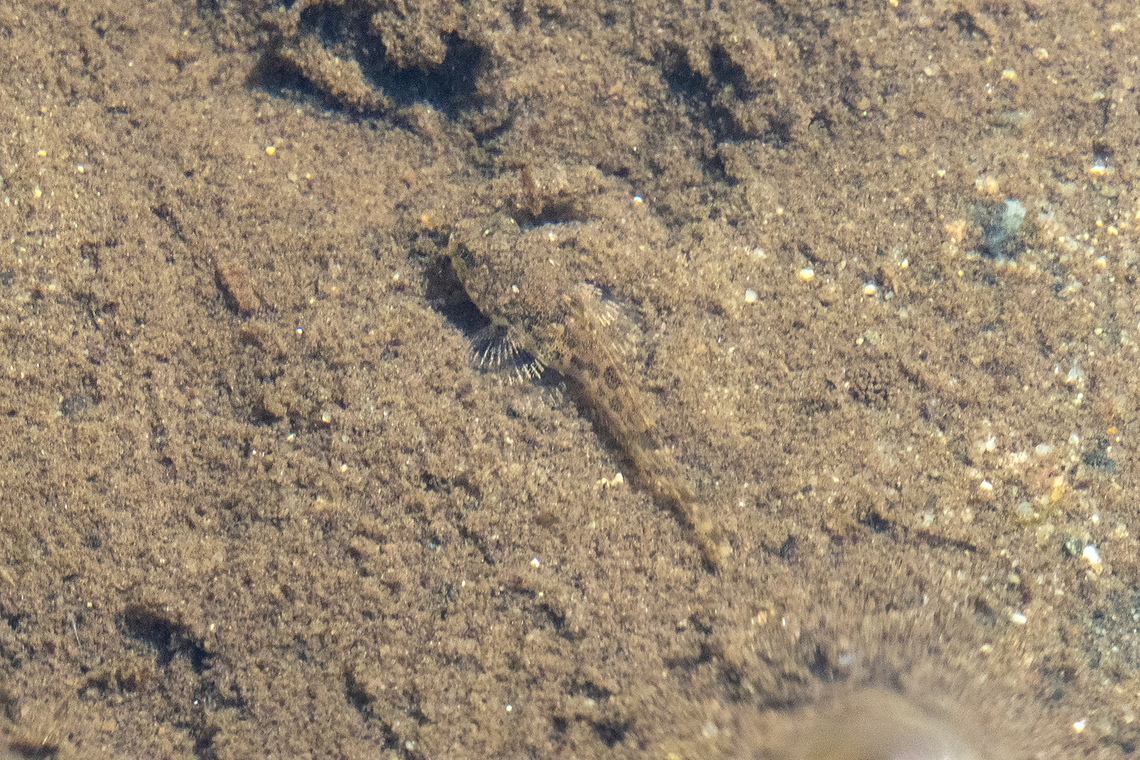 sculpin fry - well camouflaged in a freshwater creek near the point where it was emptying onto the beach Geotagged,Leptocottus armatus,Pacific staghorn sculpin,Spring,United States