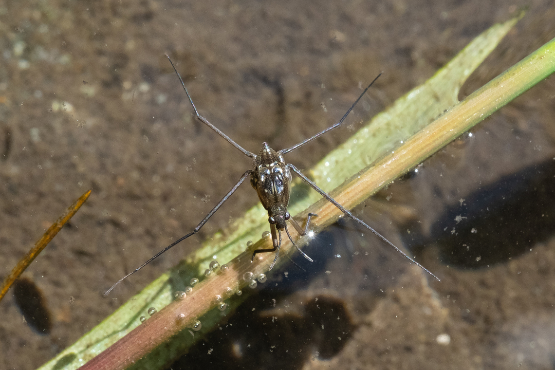 water strider - female, I believe  Geotagged,Spring,United States