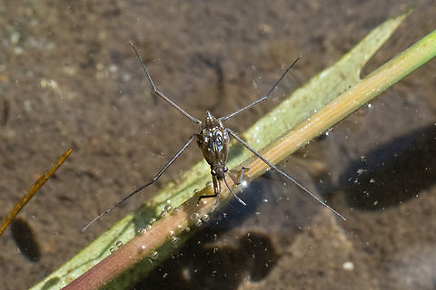 water strider - female, I believe  Geotagged,Spring,United States