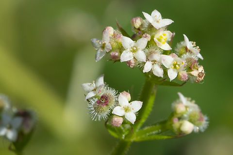 fragrant bedstraw  Galium triflorum,Geotagged,Spring,Sweet-scented bedstraw,United States