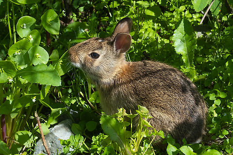 Beach bunny This little fellow was hanging out on the beach just at the vegetation line. I think he's rather acclimated to humans and as the beach is a no dog zone, he likely experiences little harassment. He was stretched out in the sand and I almost stepped on him.. and this photo was taken from arm's length away with my 80mm macro..  Eastern cottontail,Geotagged,Spring,Sylvilagus floridanus,United States