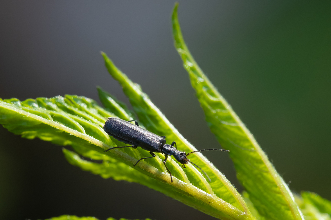small black beetle  Geotagged,Spring,United States