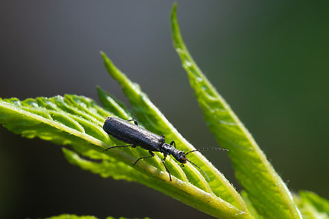small black beetle  Geotagged,Spring,United States