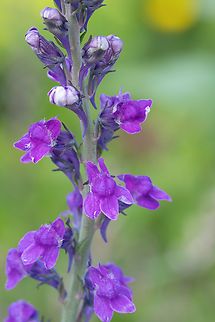 Purple toadflax introduced Geotagged,Linaria purpurea,Spring,United States