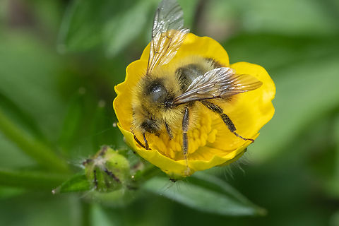 fuzzy-horned bumblebee  Bombus mixtus,Fuzzy-horned Bumble Bee,Geotagged,Spring,United States