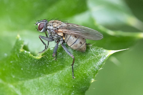 bristly gray fly looks quite a lot like Coenosia tigrina, a species Christine has ID'd for me before, but I see some subtle differences, so I'm leaving this one unnamed for now. Geotagged,Spring,United States