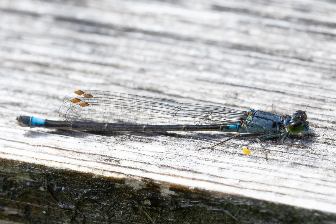 Pacific Forktail  Geotagged,Ischnura cervula,Pacific Forktail,Spring,United States