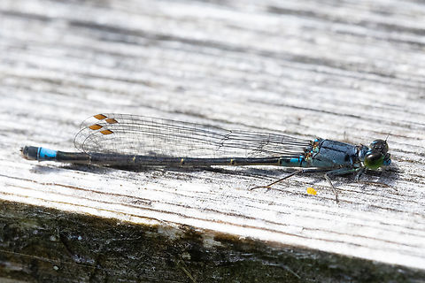 Pacific Forktail  Geotagged,Ischnura cervula,Pacific Forktail,Spring,United States