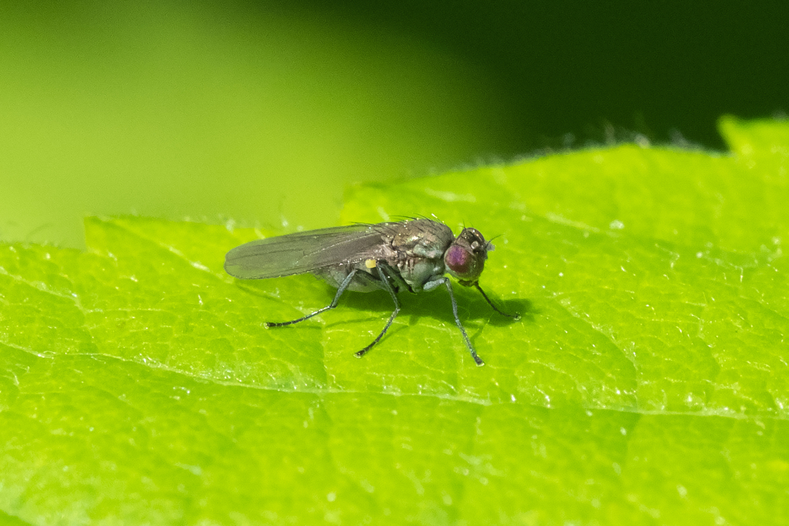 tiny fly - bronze back, bluish green abdomen  Geotagged,Spring,United States