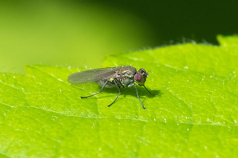 tiny fly - bronze back, bluish green abdomen  Geotagged,Spring,United States