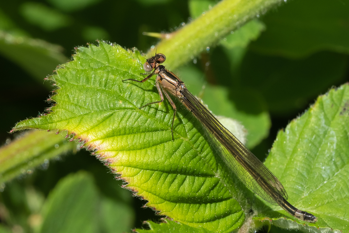 Pacific Forktail  Geotagged,Ischnura cervula,Pacific Forktail,Spring,United States