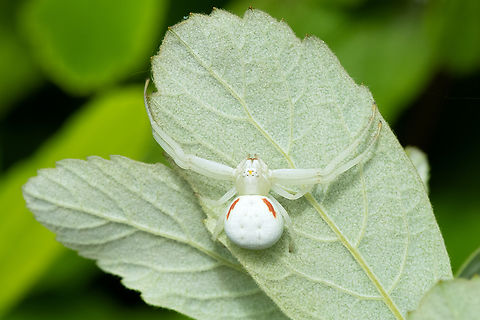 goldenrod crab spider this one has been hanging out on blackberry flowers and is a nice crisp white Geotagged,Goldenrod crab spider,Misumena vatia,Spring,United States