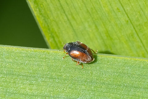 Scymnus sp. I think that Scymnus coniferarum may be the only species recorded in this part of the country.. but I'm not positive yet. Geotagged,Spring,United States