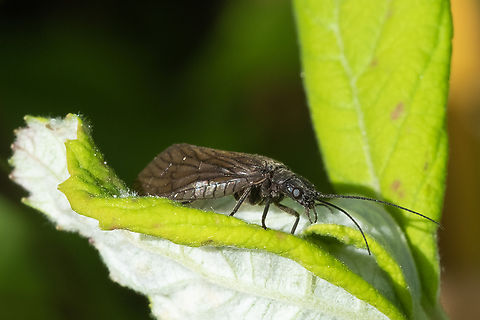 Sialis sp. alderfly several possible species S. californica, S. cornuta, S. hamata, S. rotunda Geotagged,Spring,United States