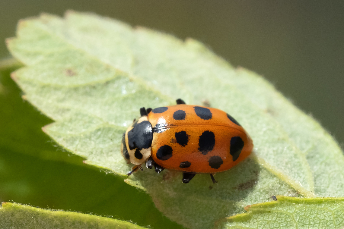 thirteen-spotted ladybird  Geotagged,Hippodamia tredecimpunctata,Spring,Thirteen-spot Ladybird,United States