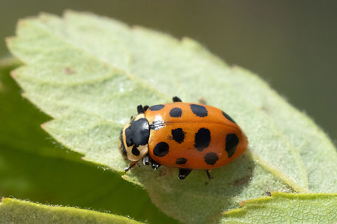 thirteen-spotted ladybird  Geotagged,Hippodamia tredecimpunctata,Spring,Thirteen-spot Ladybird,United States