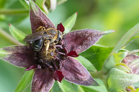 Large bee  Geotagged,Spring,United States