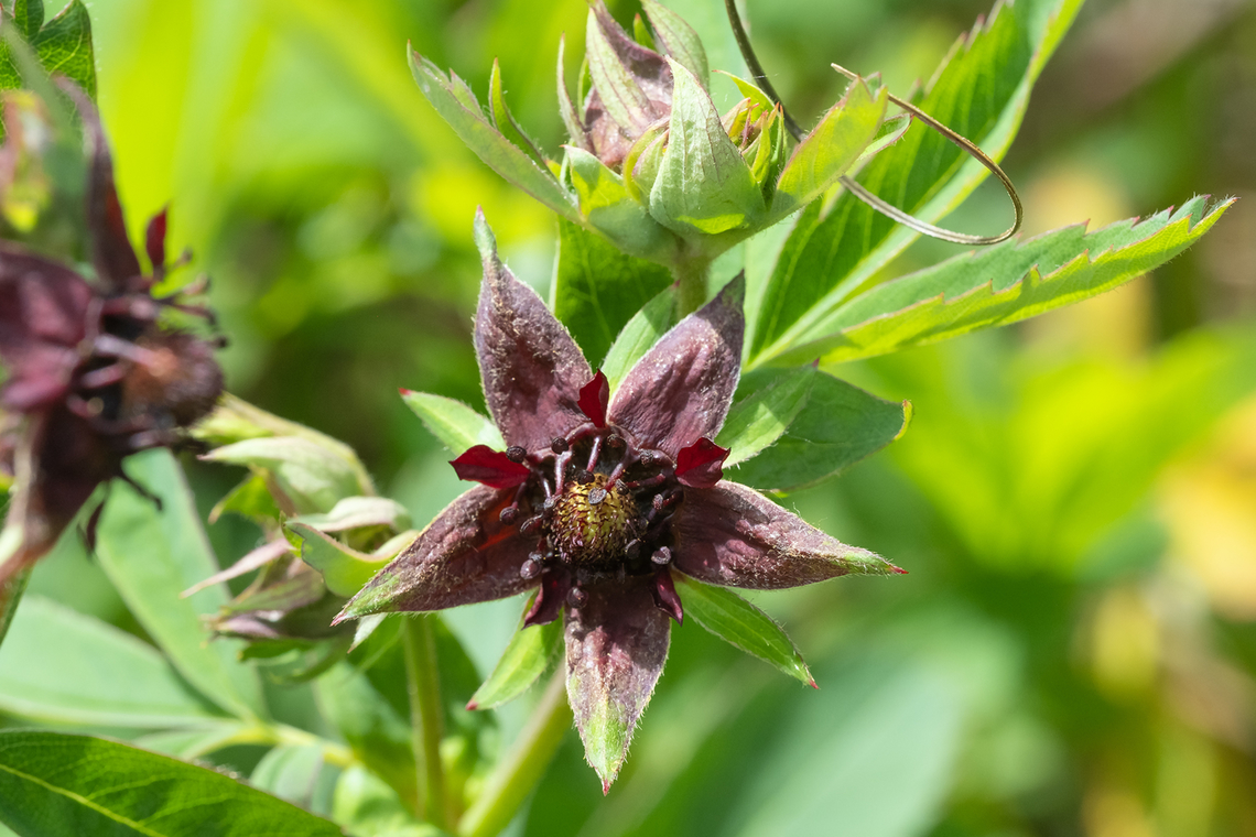 Marsh cinquefoil  Comarum palustre,Geotagged,Purple marshlocks,Spring,United States