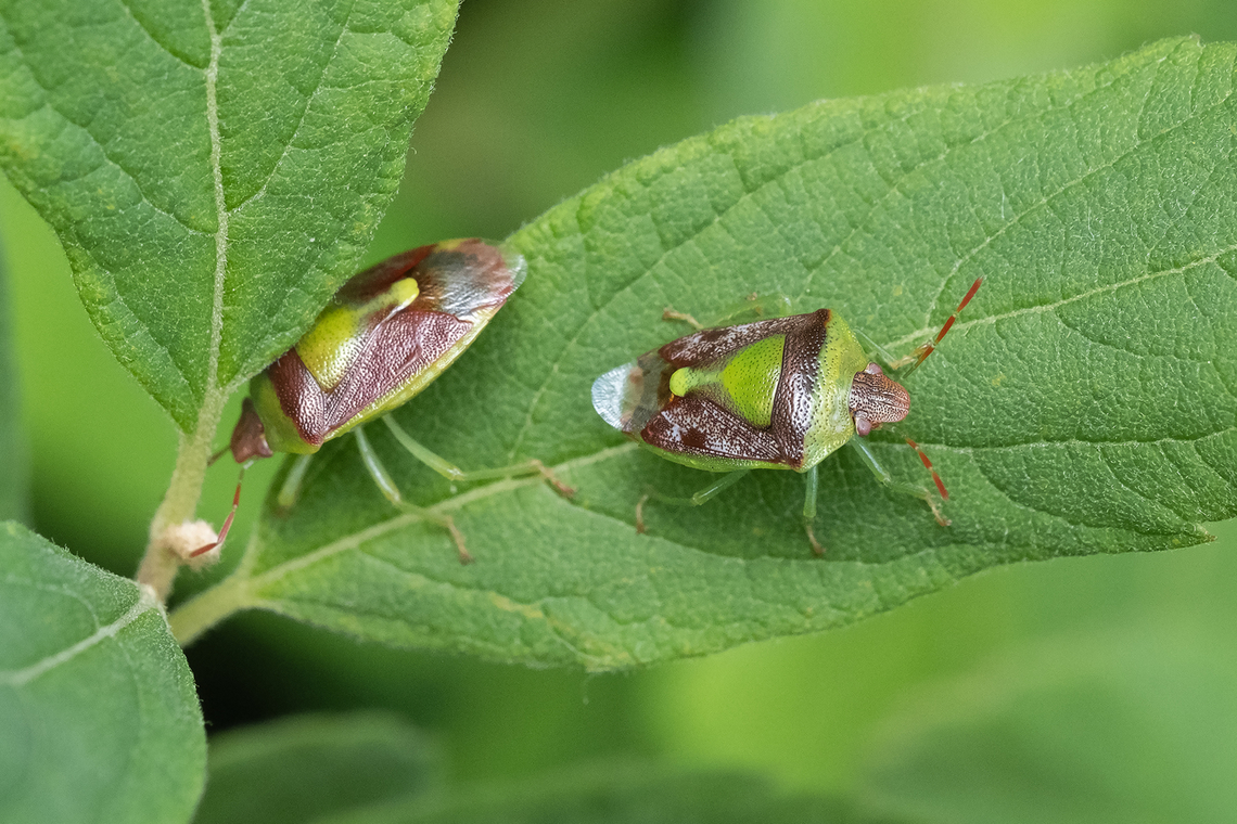 green burgundy stink bugs  Banasa dimidiata,Geotagged,Green Burgundy Stink Bug,Spring,United States