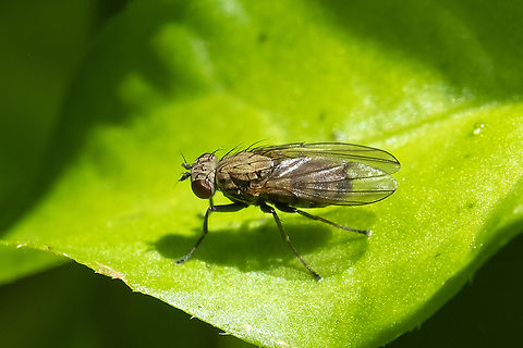 small olive fly  Geotagged,Spring,United States