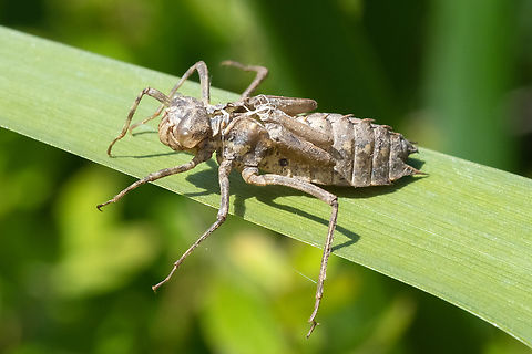 dragonfly nymph shell the shed skin of a dragonfly nymph Geotagged,Spring,United States