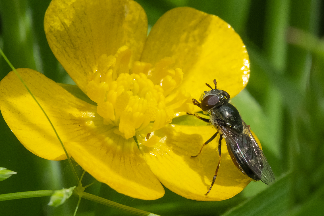 dark flower fly  Geotagged,Platycheirus stegnus,Spring,United States