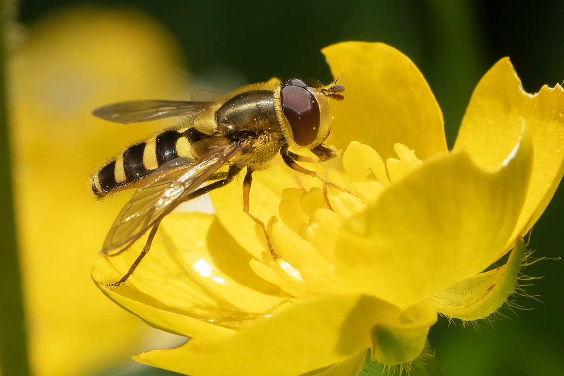 Syrphus opinator - black-margined flower fly confirmed by BugGuide Geotagged,Spring,Syrphus opinator,United States,syrphus opinator